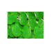 Haribo Frogs Gummi Candy-1lb