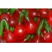 Haribo Twin Cherries Gummi Candy-1lb