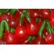Haribo Twin Cherries Gummi Candy-1lb