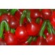 Haribo Twin Cherries Gummi Candy-1lb